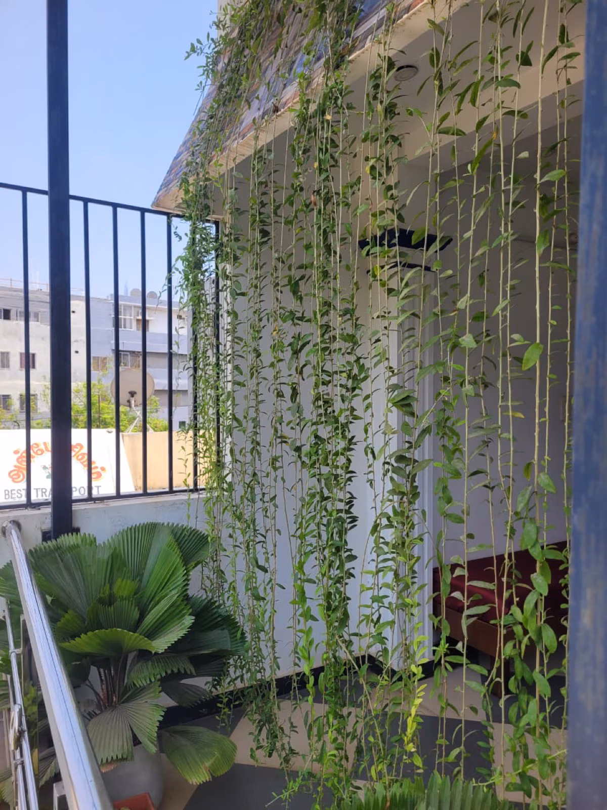Hanging vines on balcony at Nivaa Stays
